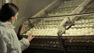 检验员在家禽养殖场检查孵化箱内的鸭蛋视频素材模板下载