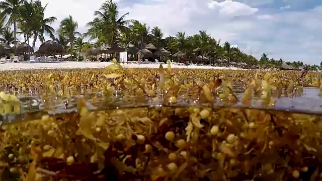 墨西哥阿库马尔的加勒比海滩上漂浮着马尾藻海藻，视频高清