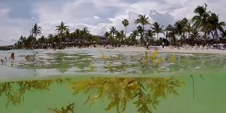 墨西哥阿库马尔的加勒比海滩上漂浮着马尾藻海藻，视频高清