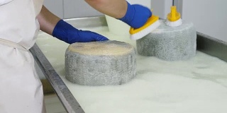 清洗奶酪的形状-日记奶酪工厂