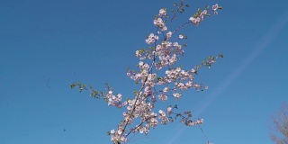 一根挥动的樱花树枝
