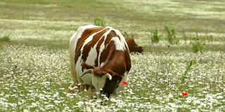 在春天开花的草地上吃草的斑点牛
