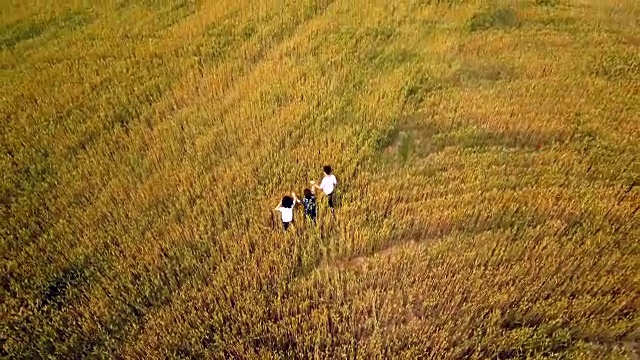 夏天，三个小孩在麦田里散步。鸟瞰图。