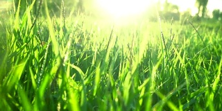 草在阳光