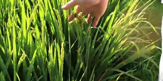手触摸在绿色的稻田背景，巴厘岛，印度尼西亚。近距离