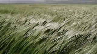 绿色的麦田里发芽的小麦视频素材模板下载