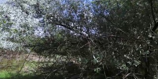 野生橄榄树的自然