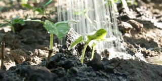 小绿芽黄瓜在地里发芽，这是浇水时从浇水器可以喷雾近距离观看的