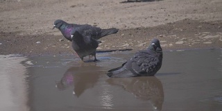 一群鸽子喝水的慢动作视频。在炎热的夏天，野鸽从水坑里喝水。鸽子的概念