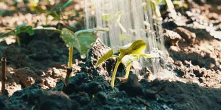小绿芽黄瓜在地里发芽，这是浇水时从浇水器可以喷雾近距离观看的