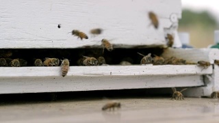 蜜蜂围着蜂箱飞视频素材模板下载