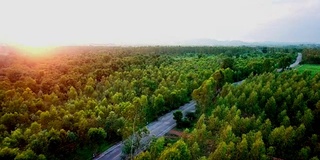 夏季空中森林