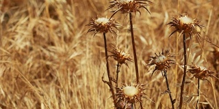 Closeup of spiky dried thistle blossoms with shallow depth