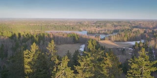 爱沙尼亚Munamagi森林中高大树木的鸟瞰图
