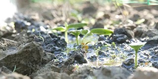 一种在地面上用喷壶浇灌的新生植物的胚芽