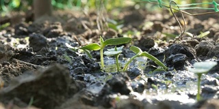 一种在地面上用喷壶浇灌的新生植物的胚芽
