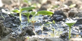 一种在地面上用喷壶浇灌的新生植物的胚芽。水被土壤吸收了