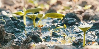一种在地面上用喷壶浇灌的新生植物的胚芽。水被土壤吸收了