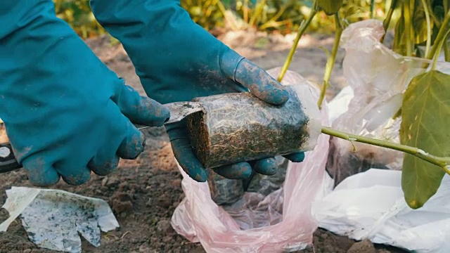 戴着蓝色手套的女性双手正捧着一株准备种植的植物