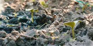 一种在地面上用喷壶浇灌的新生植物的胚芽。水被土壤吸收了