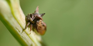 角hopper昆虫宏(Acanthuchus sp)