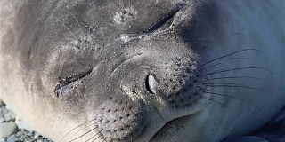 南极洲的象海豹
