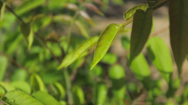 Green leaves swinging in the wind.