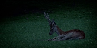 傍晚，鹿在草地上休息