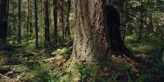 在夏季森林中，树干向上移动