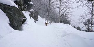 孤独的狐狸在冬天走在雪地上