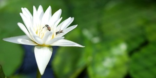 一只蜜蜂在荷塘捕捉到盛开的白色睡莲上飞着采集花粉