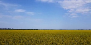 盛开的黄色油菜籽田，蔚蓝无云的天空。