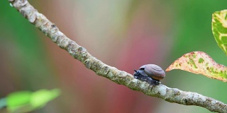 蜗牛是一种无脊椎动物，是野生动植物