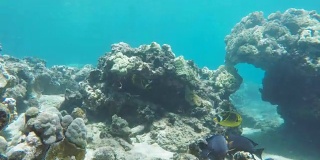 潜水honolua湾