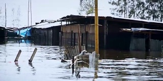 2011年，泰国曼谷发生洪灾