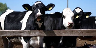 戴着耳标的奶牛正看着摄像机。苍蝇在他们的眼睛周围飞来飞去