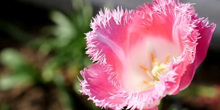 粉红色的郁金香凑近了。可爱的粉红色的郁金香。春天的粉红色的花