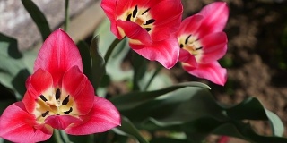 粉红色的郁金香凑近了。可爱的粉红色的郁金香。春天的粉红色的花