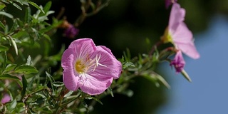 微风吹拂着粉红报春花的粉红花朵