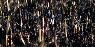 特写俯视图焦土和黑色烧焦的干草。4 k