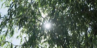 阳光透过的树枝