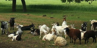 农场里有趣的山羊。天然牧场上的一群山羊。野生动物和生态环境。