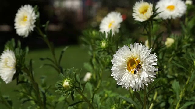 蜜蜂在白冠雏菊上采集花粉