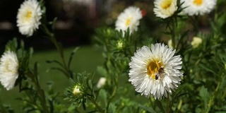 蜜蜂在白冠雏菊上采集花粉