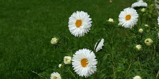 春天的微风吹拂着白色的雏菊，绿色的草地背景