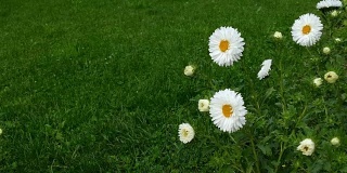 蜜蜂在白色的雏菊绿色草地上采集花粉