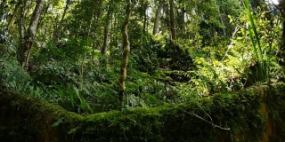 多莉拍摄野生天然无花果树扶壁根雨林环境