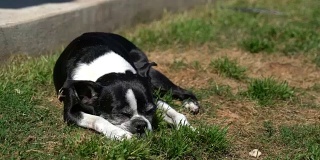 波士顿梗在后院的草地上睡觉近距离睡觉的眼睛