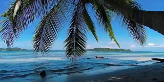 田园诗般的加勒比白色处女海滩，水上有棕榈树