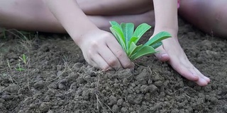 两个小女孩在地上种了一棵树。生态学的概念。